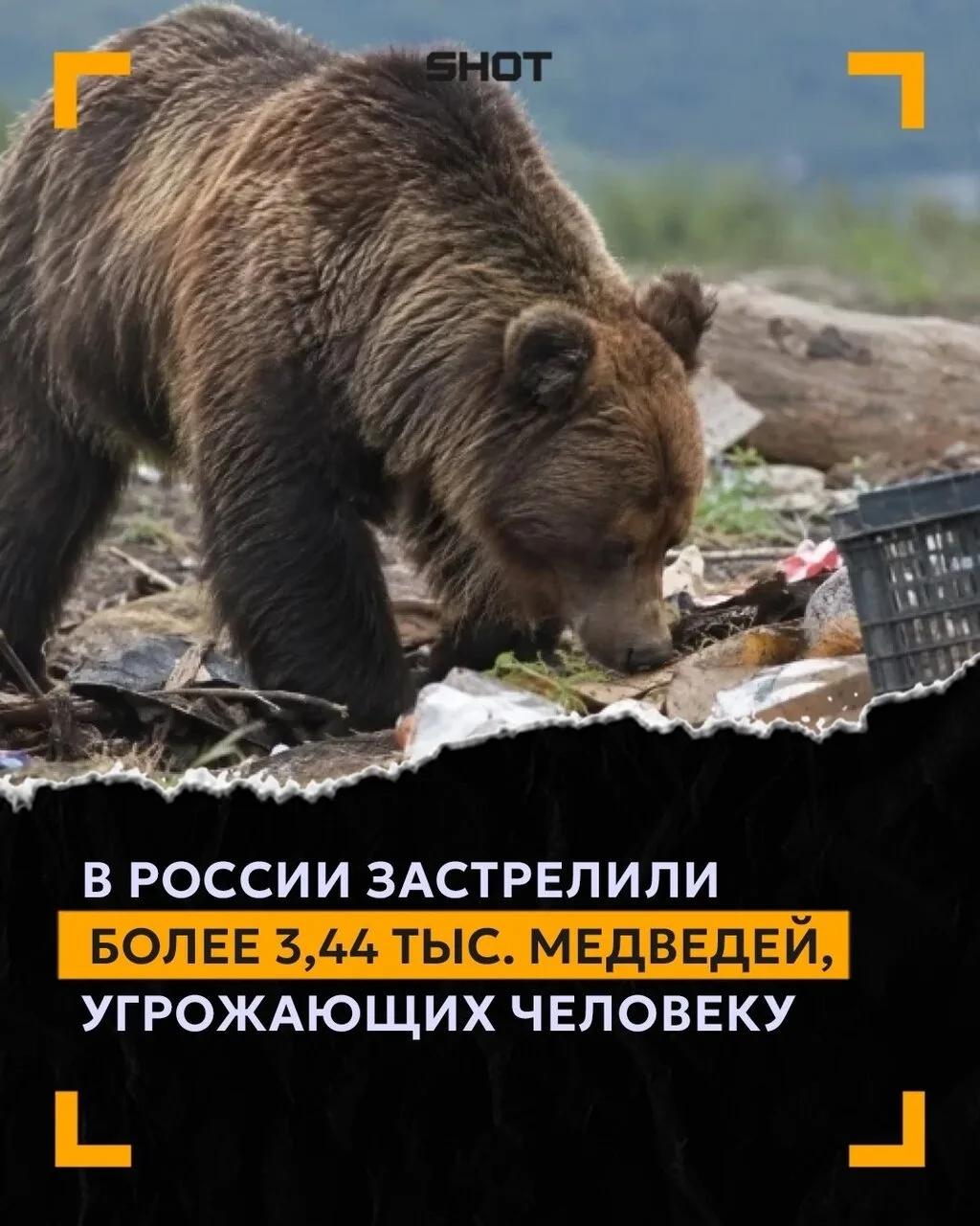 Уже более 4 тысяч медведей отстрелили в России с начала 2026 года — данные SHOT