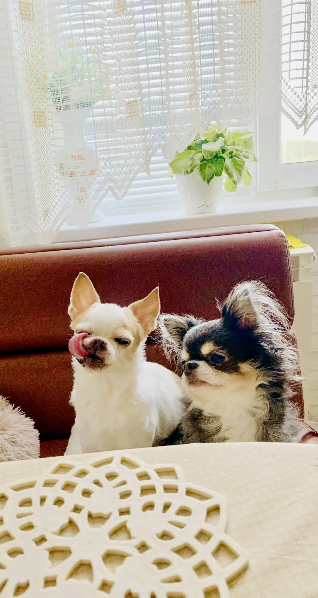 🐾😋🥟