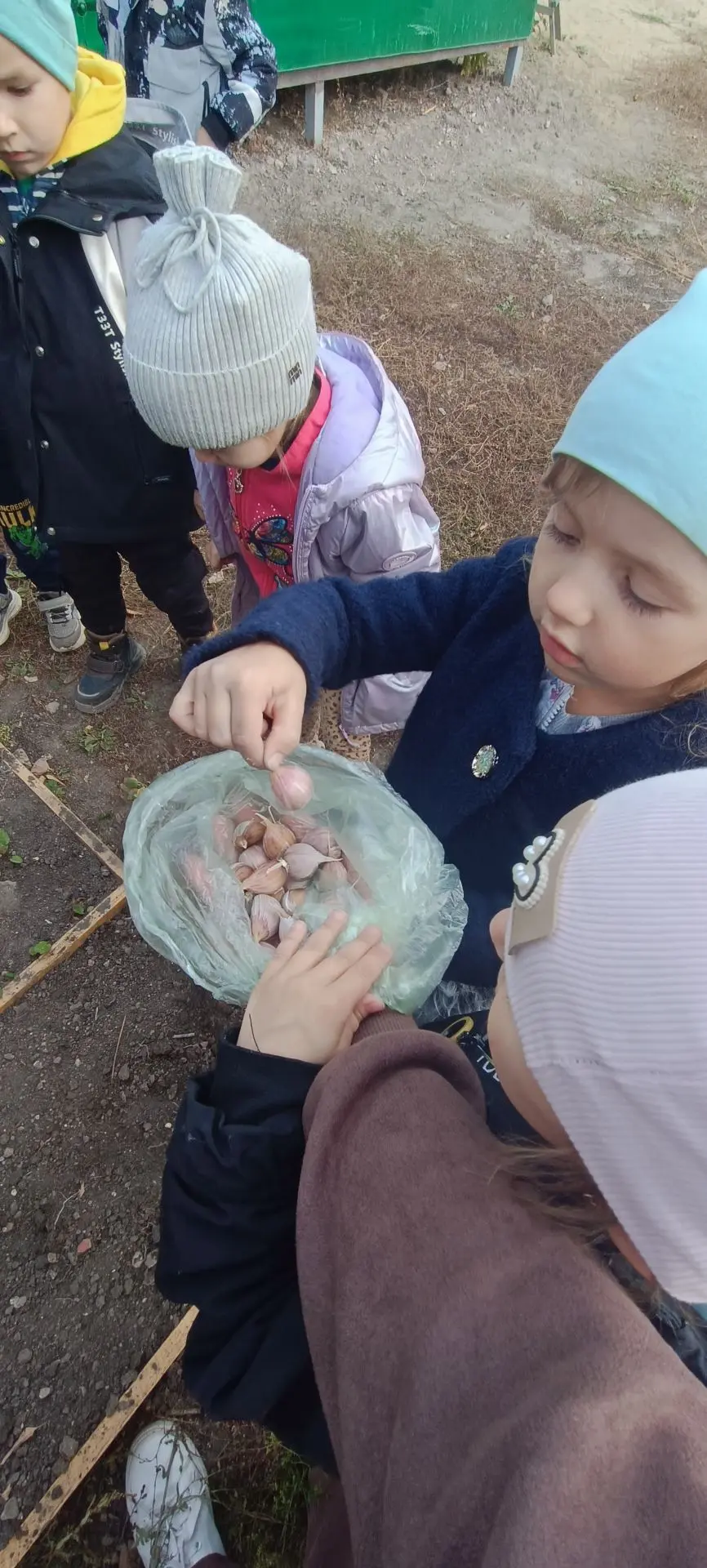 🧄 Команда «Ромашка» берёт курс на урожай! 🧄