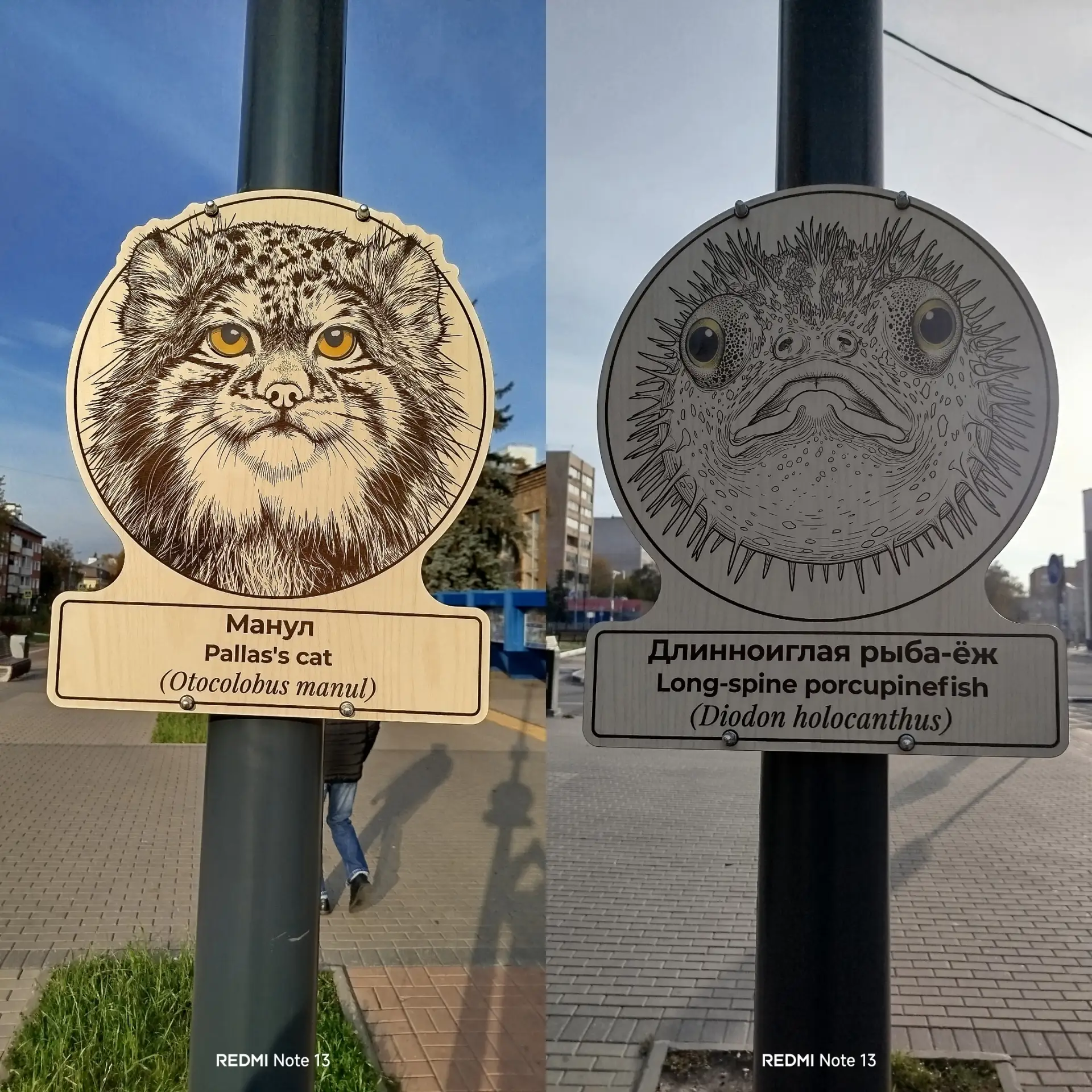 От льва до долгопята: житель Щелкова превратил улицу города в зооаллею
