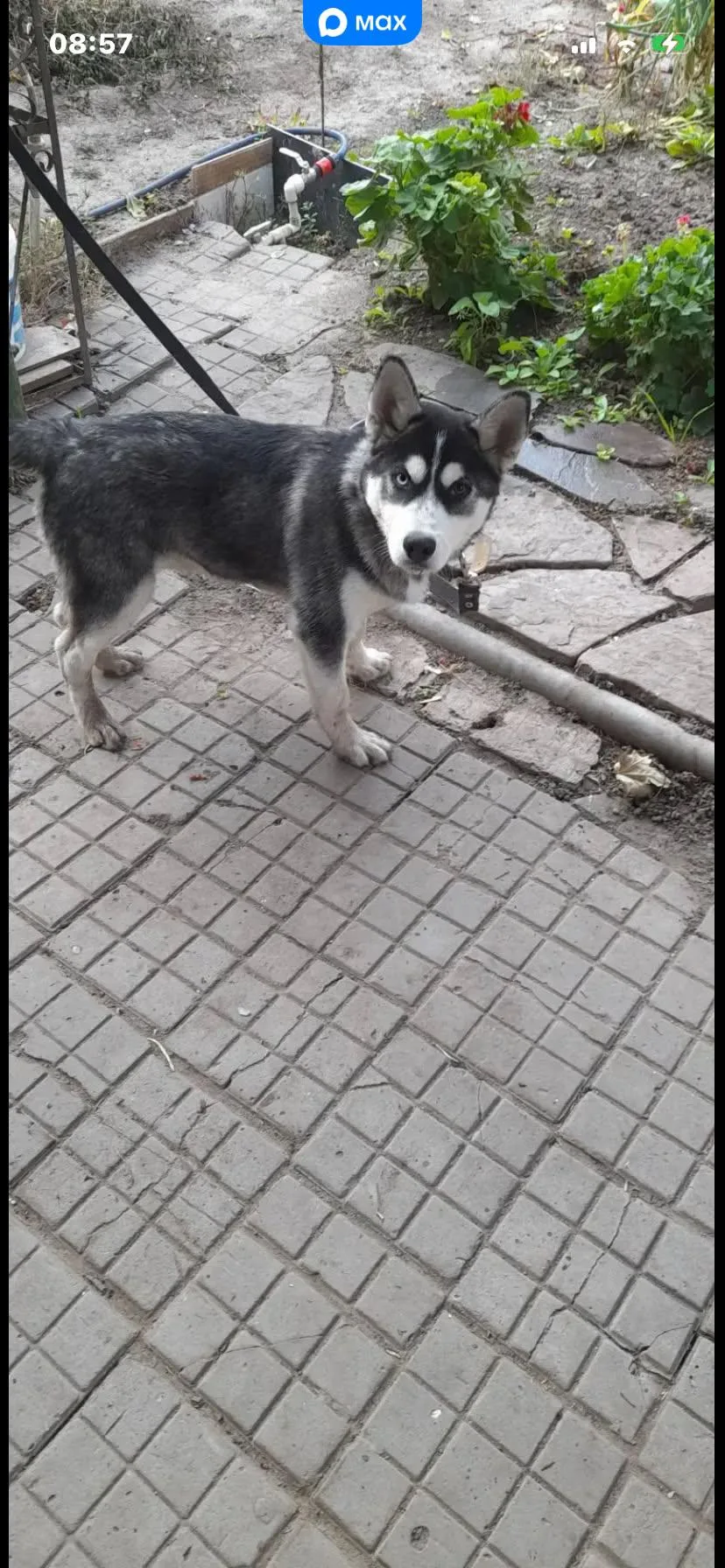 Найдена собака, мальчик, молодой, глаза разного цвета, без ошейника. Клеймо не нашли. У...