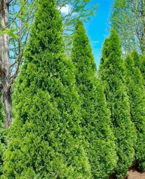 🌲 Посадка хвойных