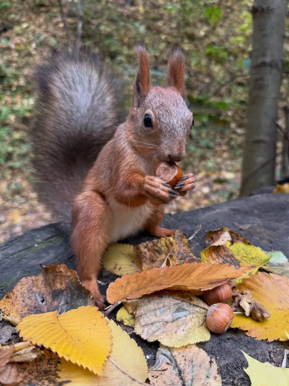 🌿 Белочка на фотосессии в парке Горького