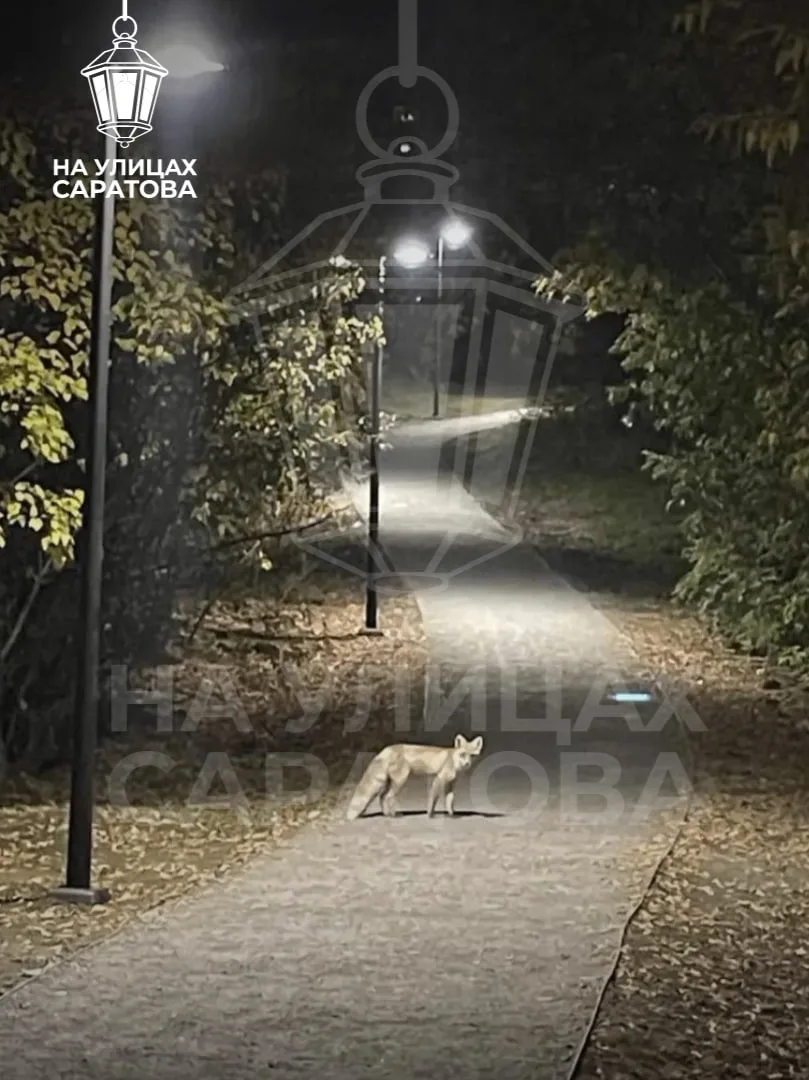 🦊Рыжая плутовка спокойно разгуливает ночью в районе Юбилейного