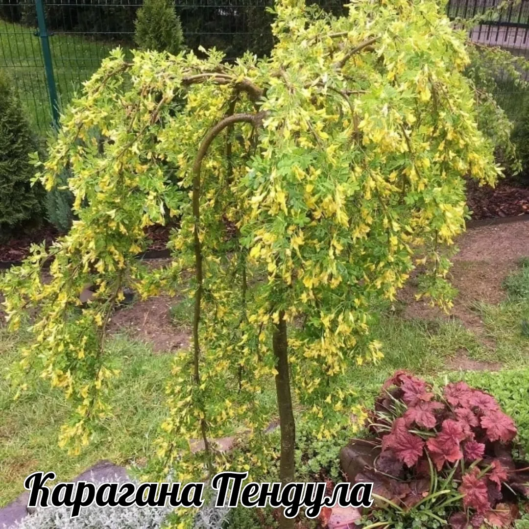 ✨✨Вслед за яблонями Пендулы хотим рассказать про ещё одну эффектную плакучую форму . ✨✨✨