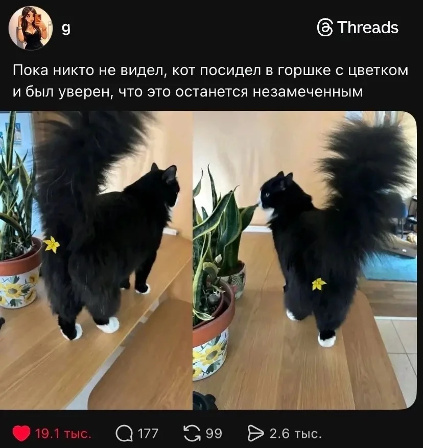 Инкогнито