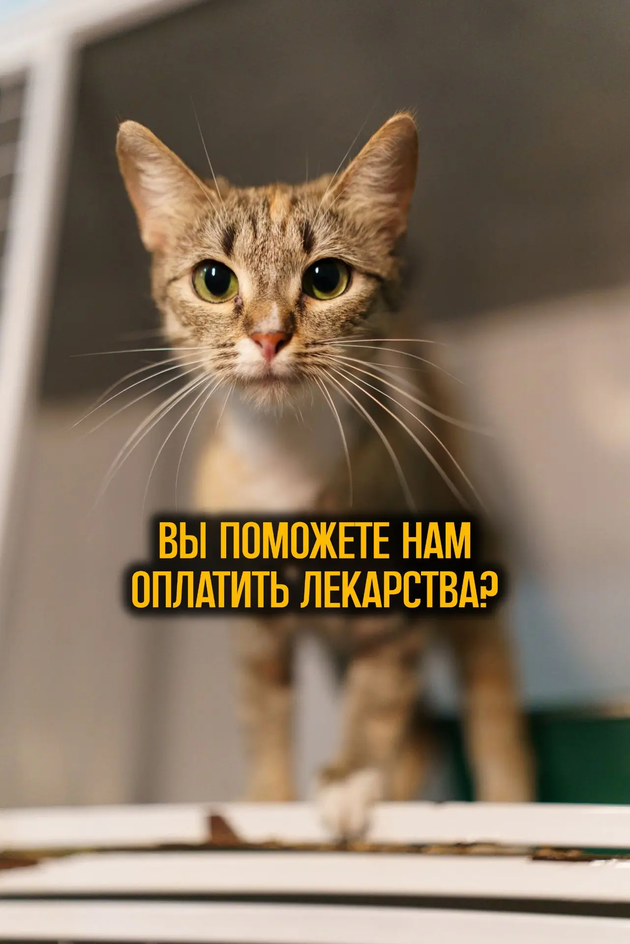Друзья, мы просим помощи, в одном из важнейших сборов!