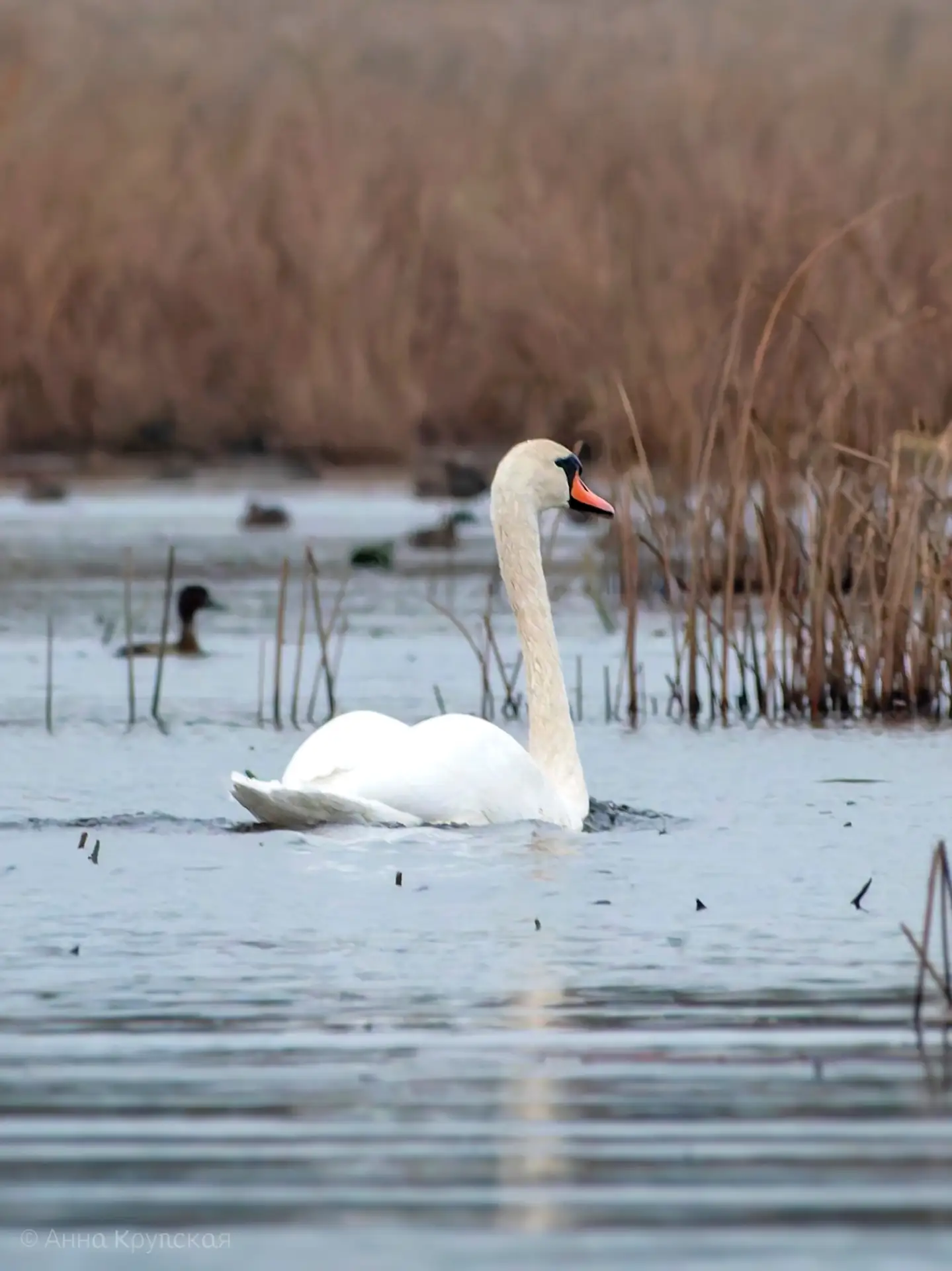 🦢 Лебединое предзакатное
