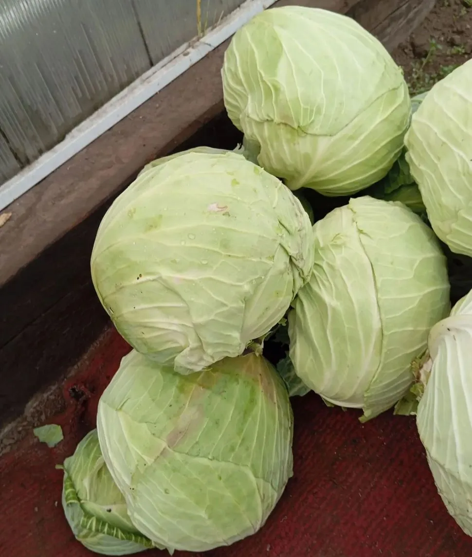 Продам капусту для засолки, цена 80 руб./кг. Самовывоз п. Песчанка. 89145179221