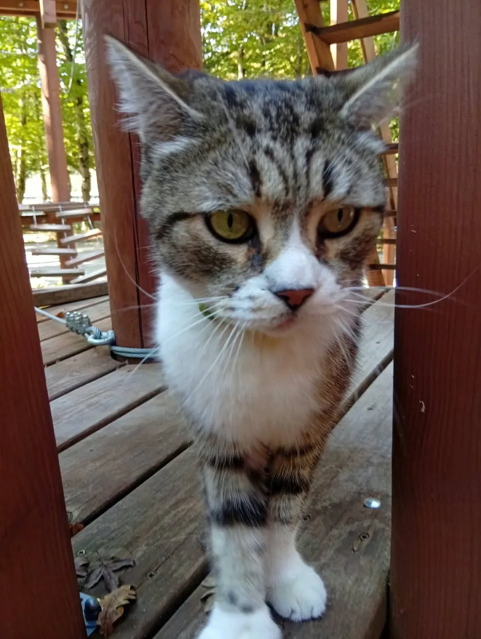 Мои родители нашли кота, кот кастрирован, на нем ошейник, но без адрессника, далее от н...