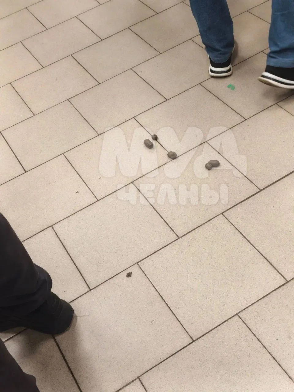 💩 «Вчера в Пятёрочке в Замелекесье, молодой человек зашел с мопсом, и мопс сел прям ок...