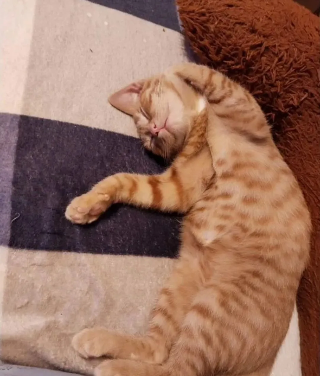 В добрые руки котёнок, мальчик, очень ласковый.