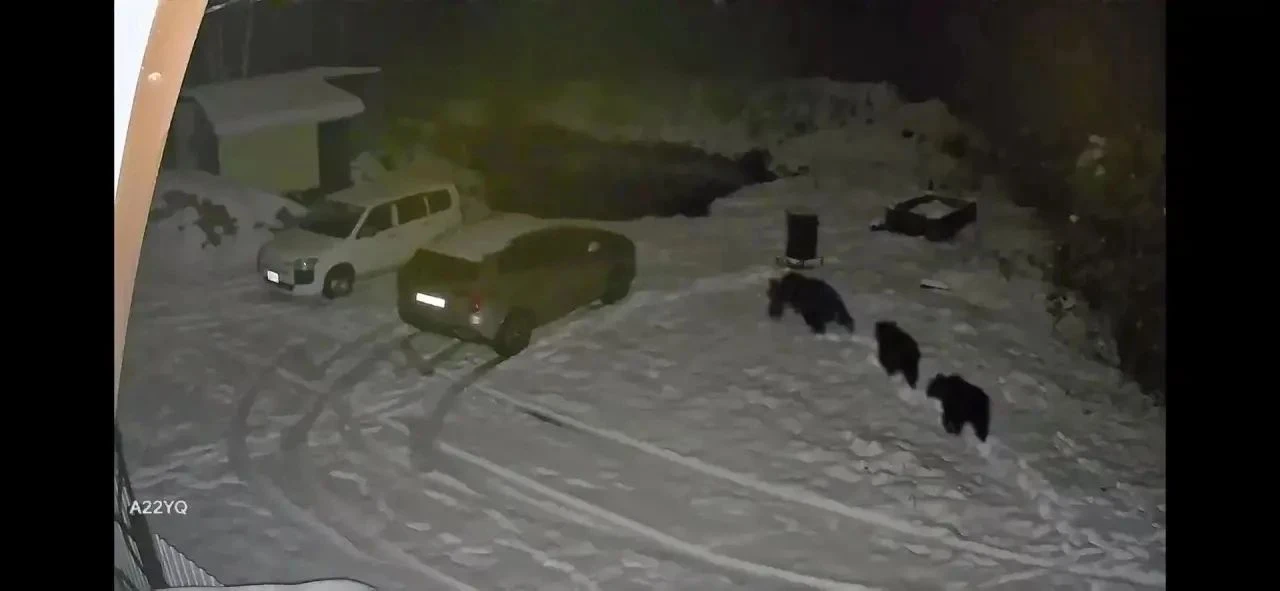 Снт Восход на 6-7 км Излучинской дороги ( и район бывшего поста Дпс)  МЕДВЕДИЦА С 2 МЕД...
