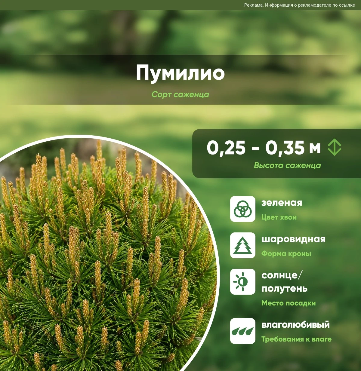 Хотите разнообразить хвойный миксбордер? 🌲