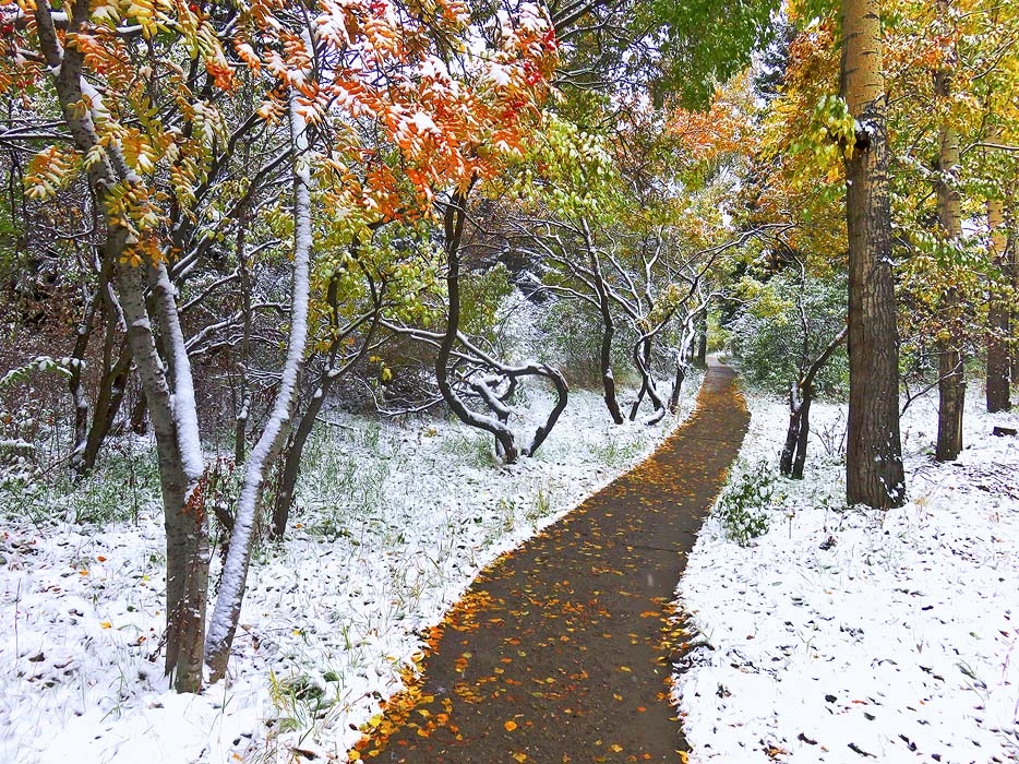 🌧️ До −5 °C и мокрый снег: Новосибирск готовится к предзимью