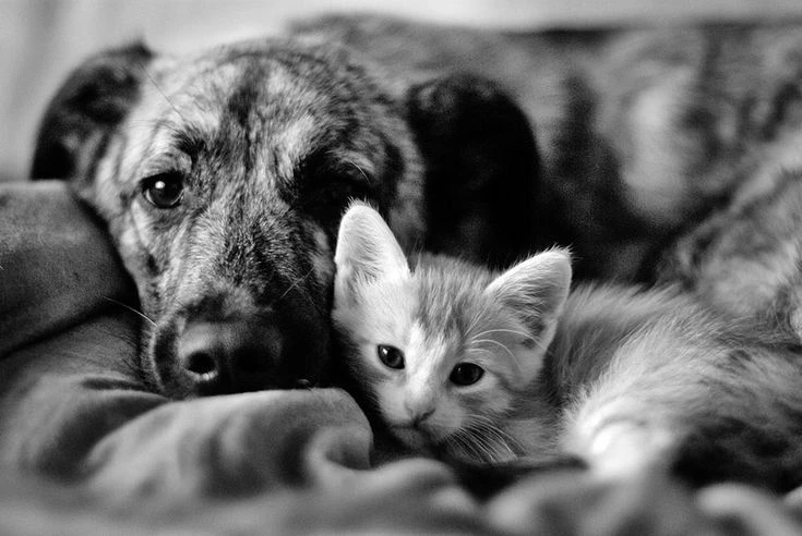 🐶🐱Движение Первых вместе с направлением Благо твори проводят акцию "Лапа помощи": сбо...