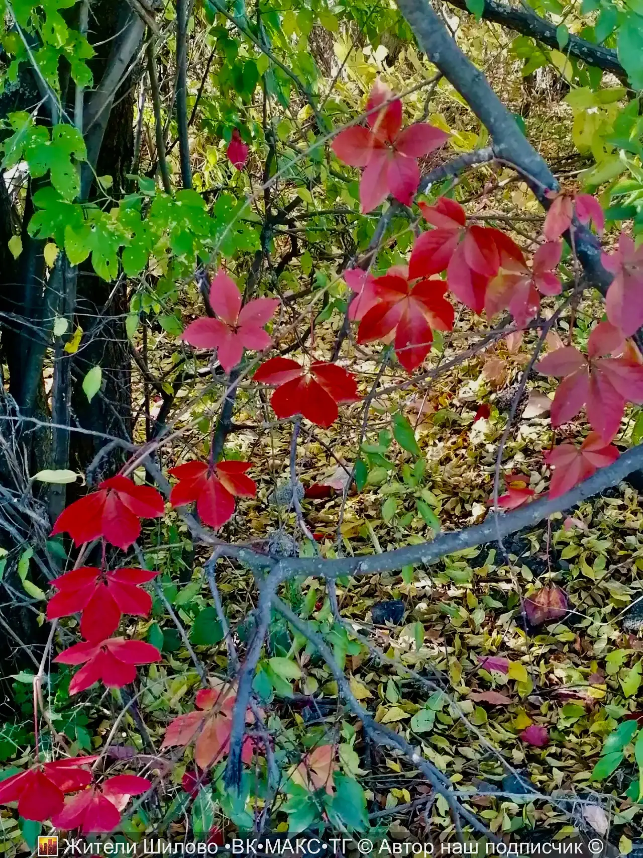 🍁 Что за осень?! Что за сказка?!❤️
