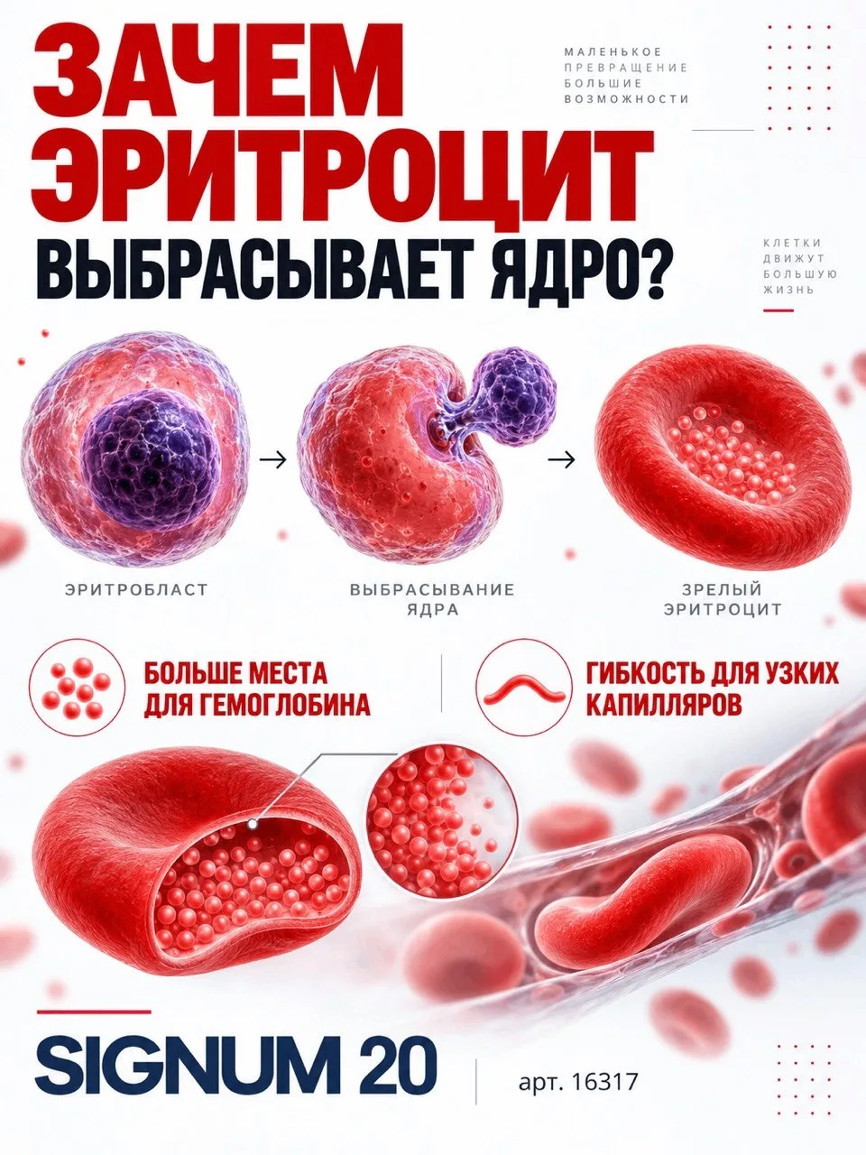 Чтобы стать эритроцитом, клетка избавляется… от собственного ядра. 🩸