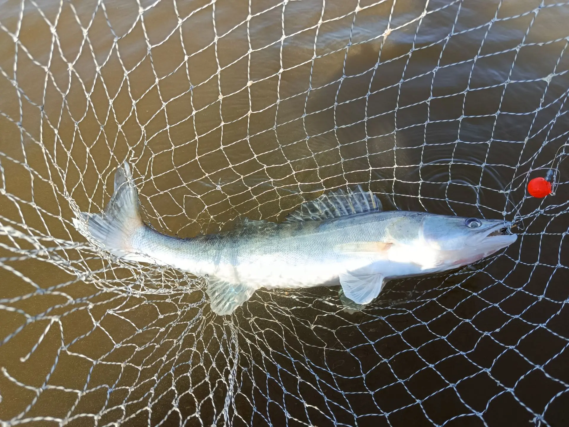 Штиль. Зеркальная вода. И вдруг — поклёвка! 🎣