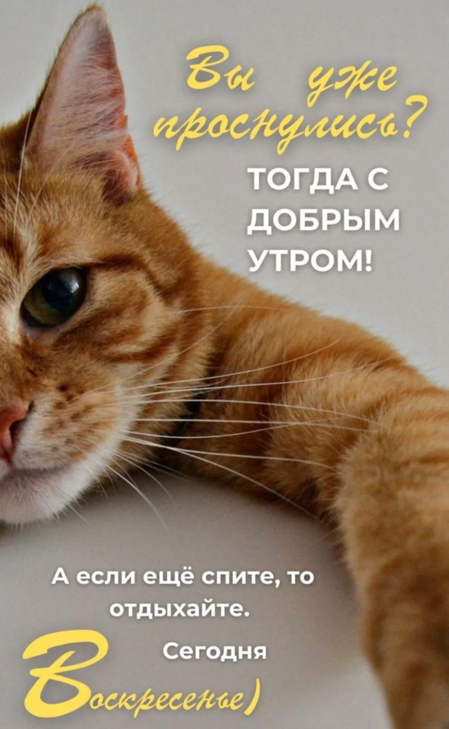 ДОБРОЕ УТРО, ДРУЗЬЯ!