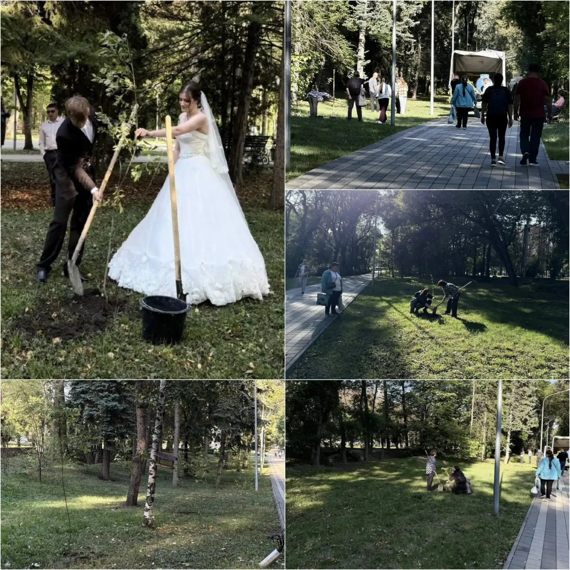 🌿 74 новых дерева появились в Парке Победы