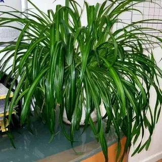 Хлорофитум — это неприхотливое растение для дома 🌿