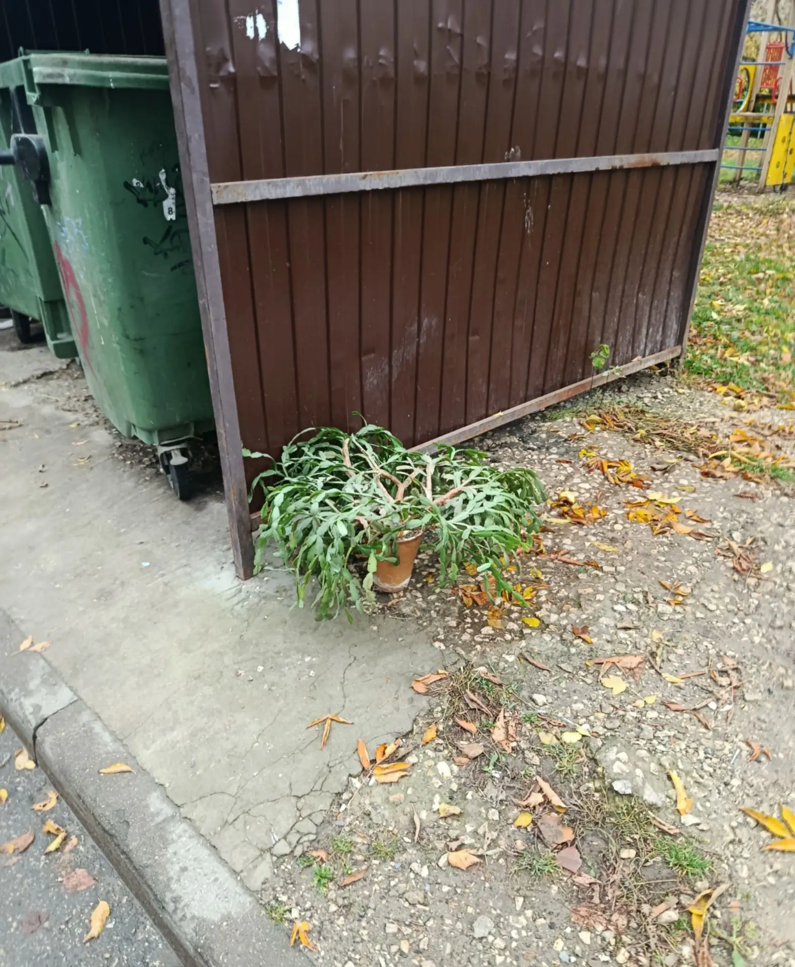 Помешал кому то бедный цветочек( жалко то его как(