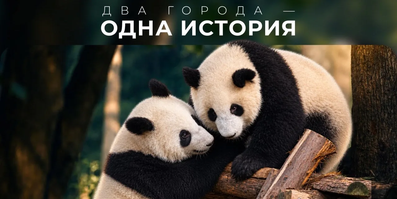 🐉Два города — одна история: знакомимся с Китаем через Чэнду и Чунцин.