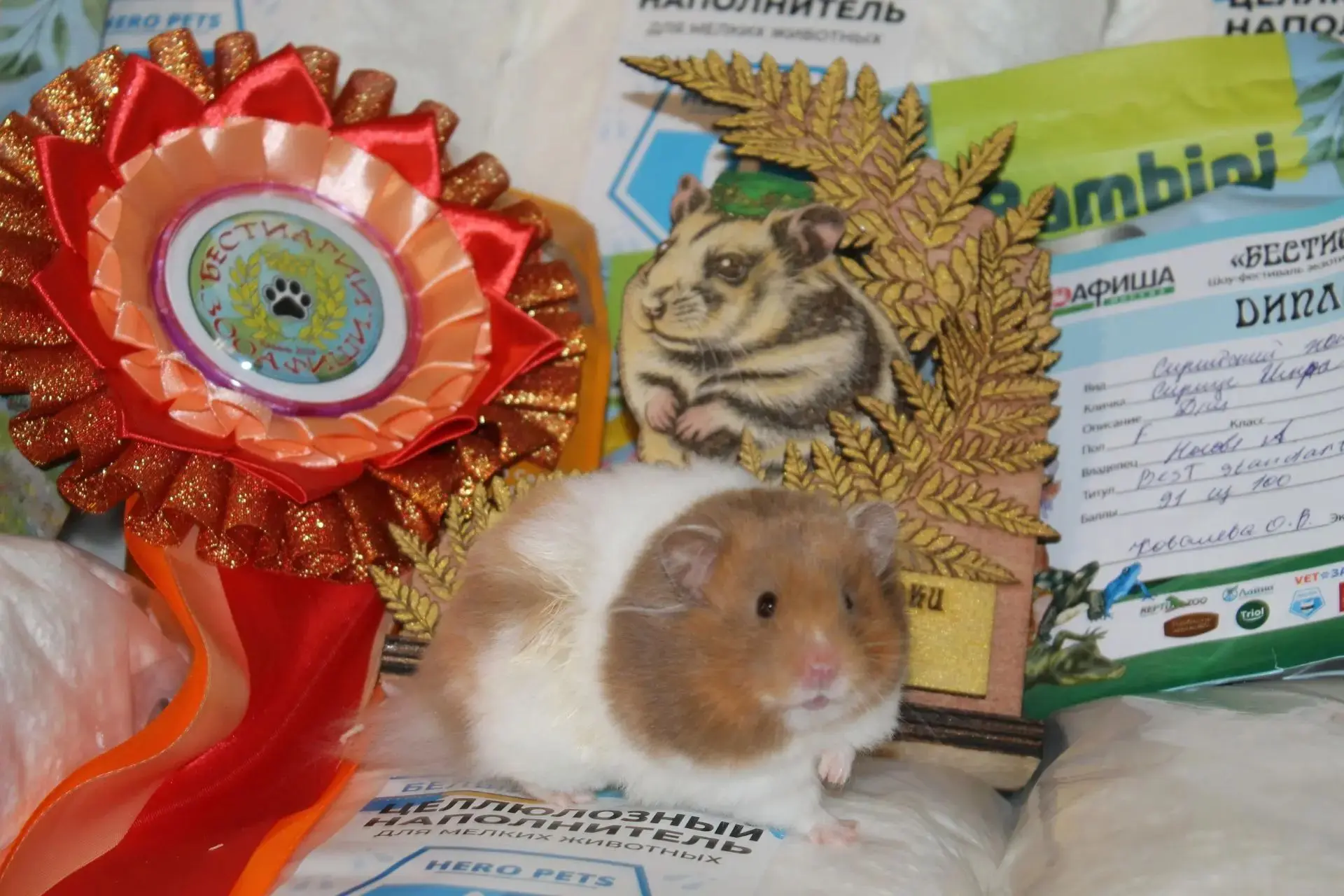 🐹 А это победитель по результатам экспертизы среди хомяков!