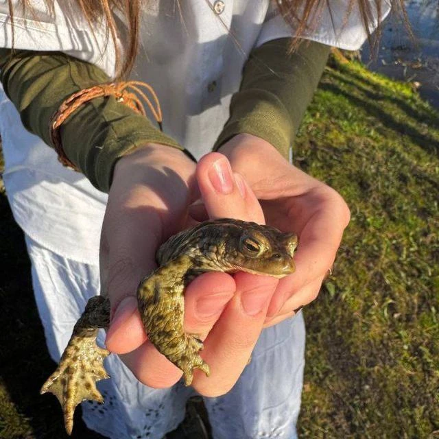 🐸 До изобретения холодильников, люди помещали живых лягушек в молоко