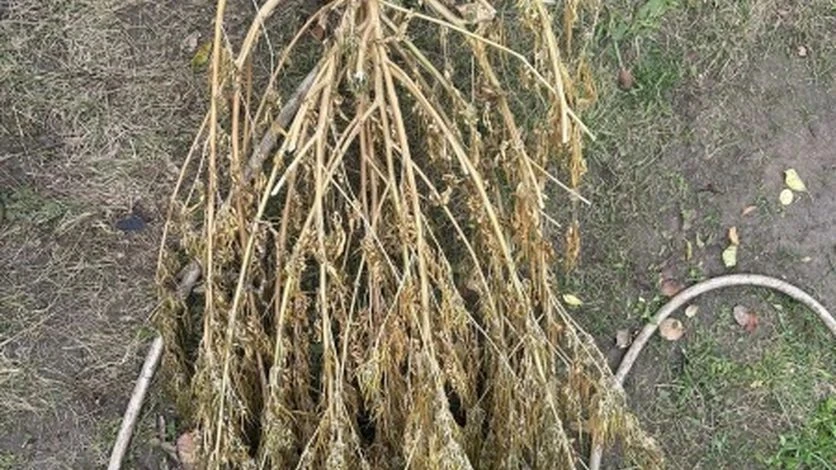 🌱Житель Орловского округа вырастил более килограмма конопли на своем участке
