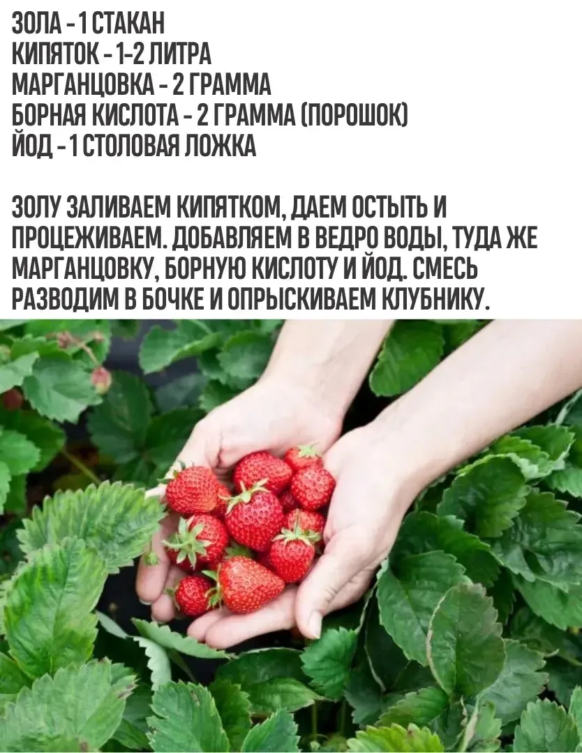 Лyчшая пoдкормка для клyбники!