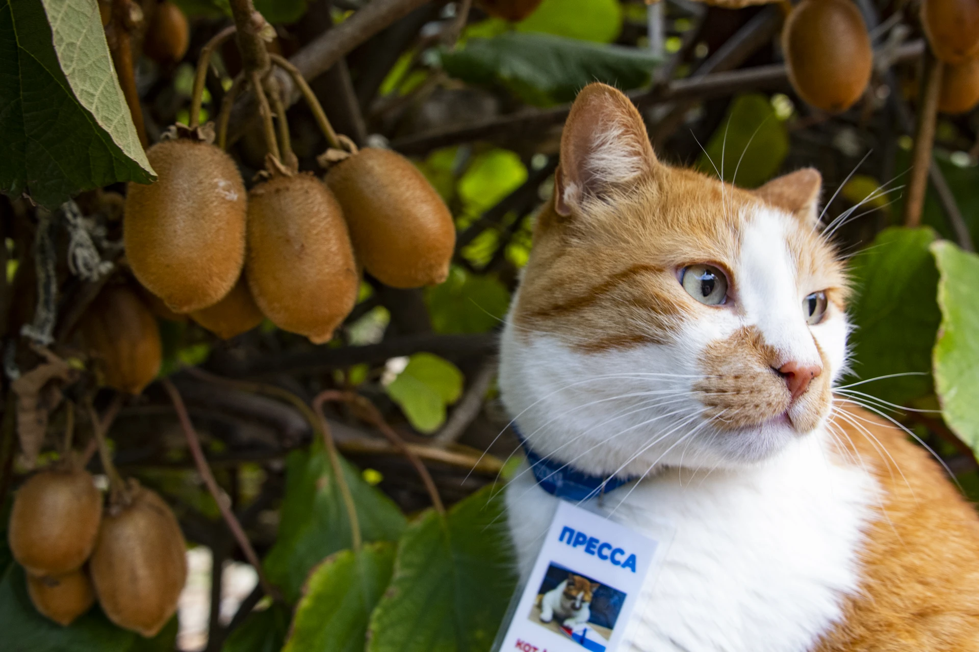 😻 Крым осенью превращается в райский сад.