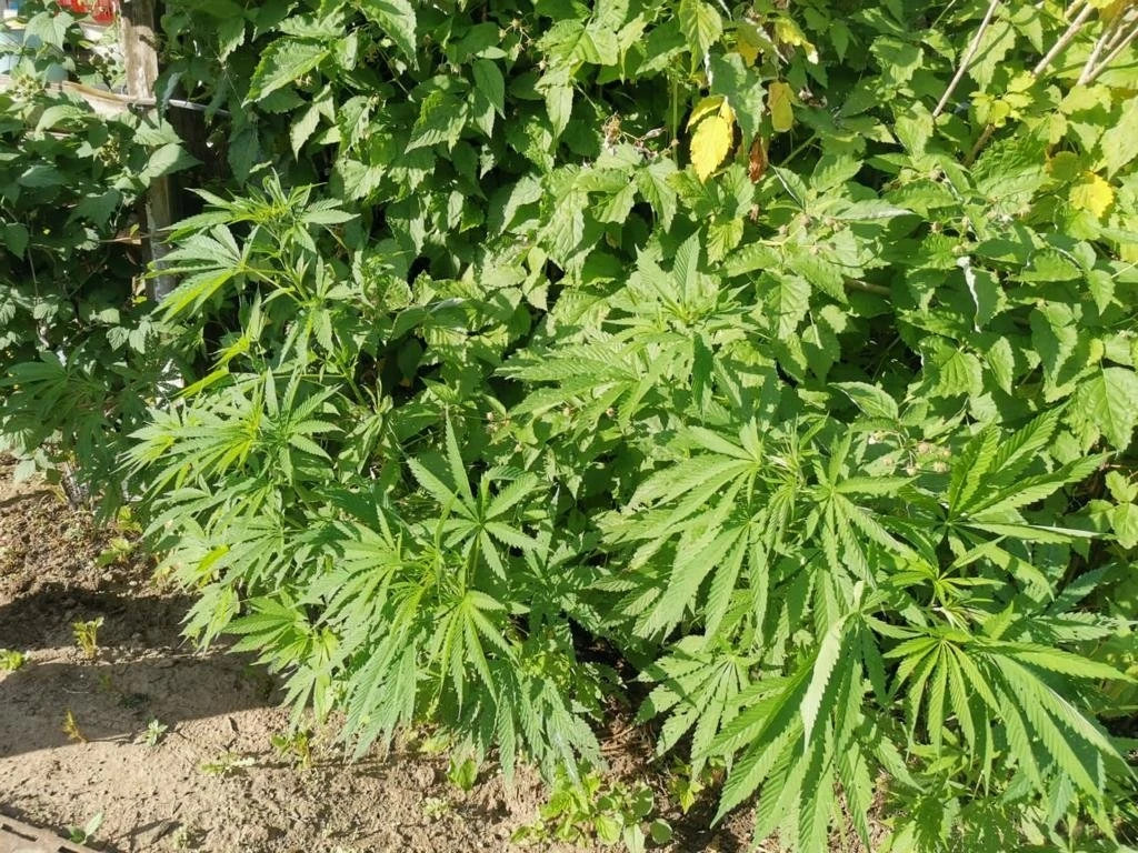 🧑 ‍⚖ Реальный срок лишения свободы получила жительница ЕАО за выращивание более тысячи...