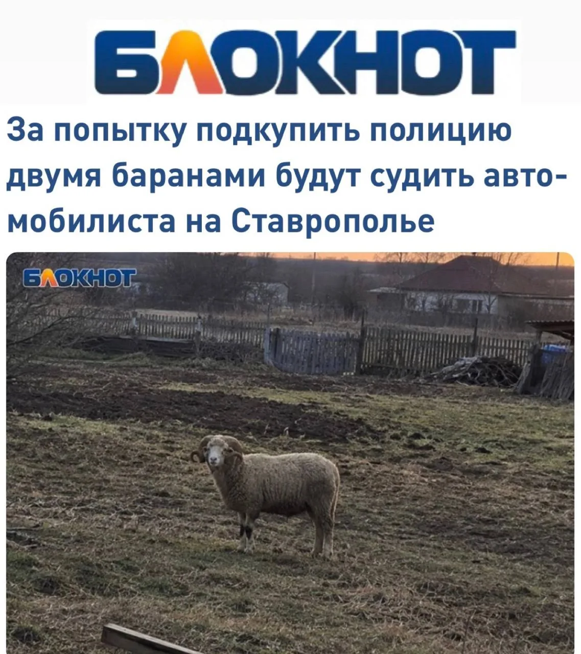 Житель Ставрополья пытался откупиться от инспекторов ДПС двумя живыми баранами.