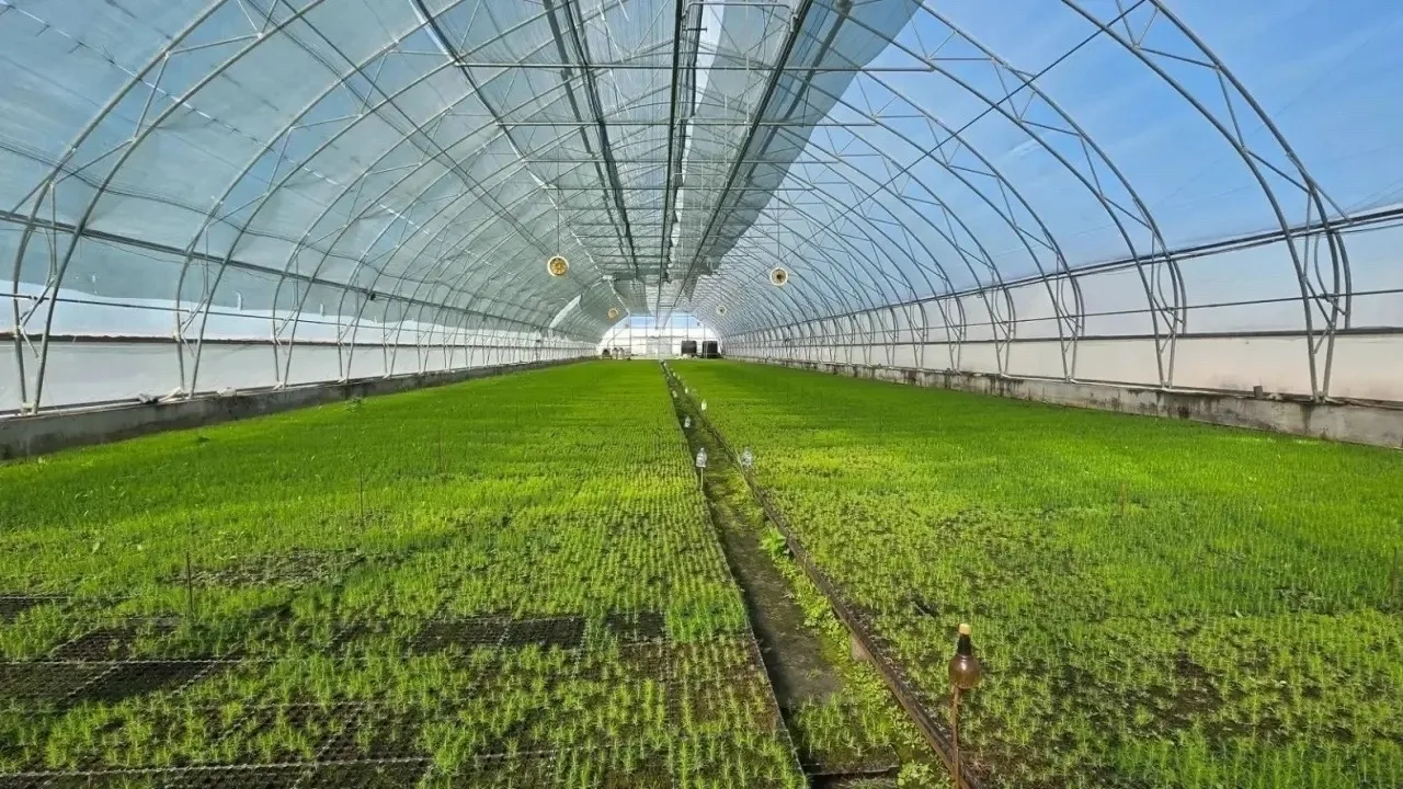 🌱 В селе Борки наращивают производство саженцев для лесовосстановления.