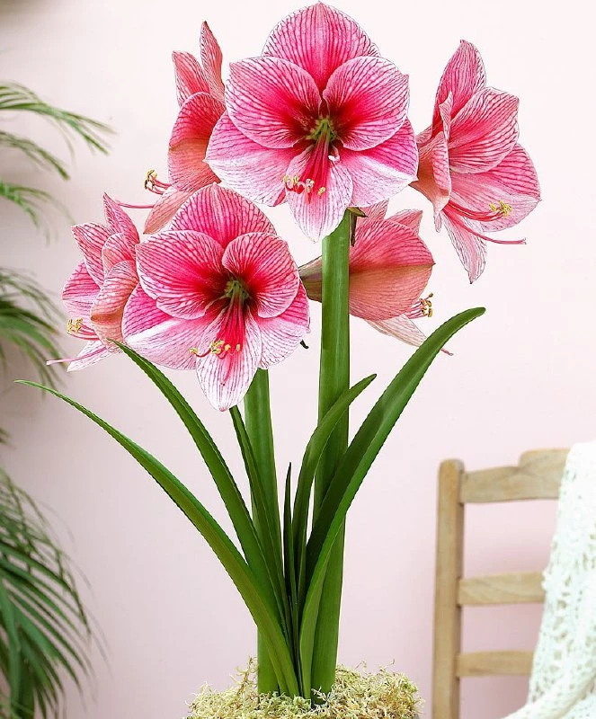 ГИППЕАСТРУМ 🌸
