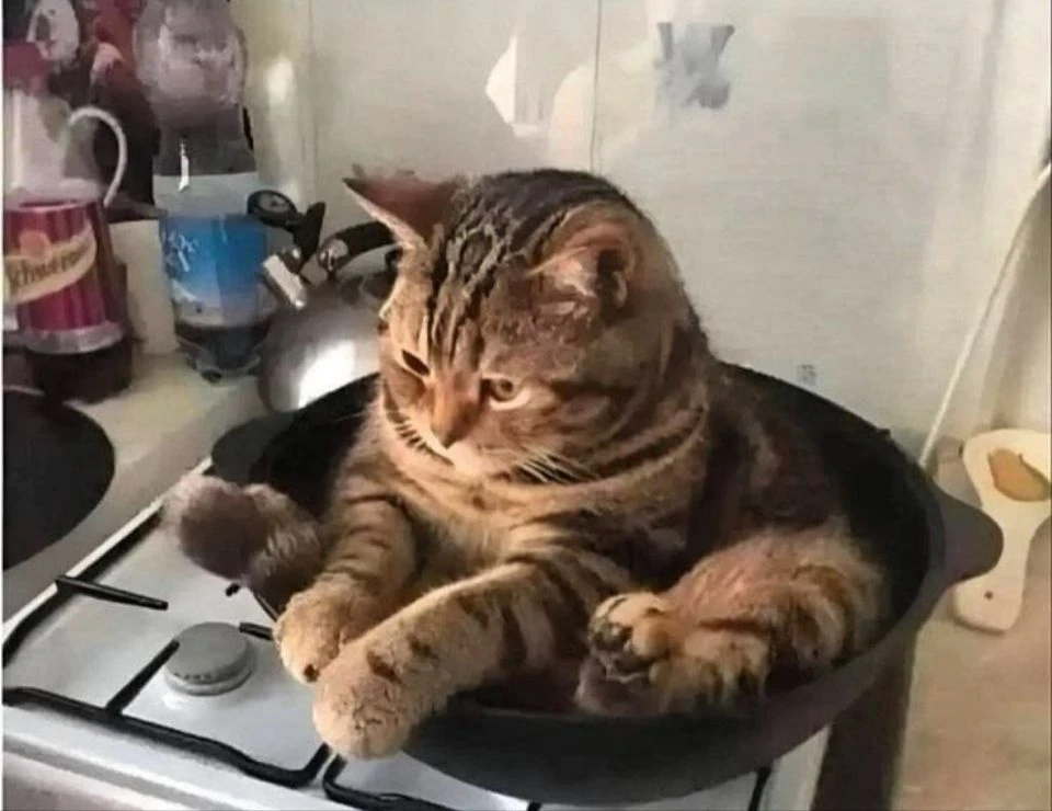 🍳🐈