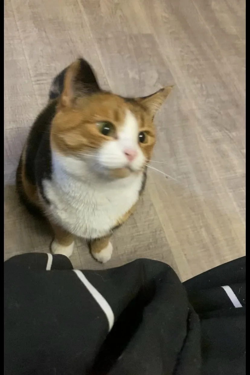 Потерялась кошка