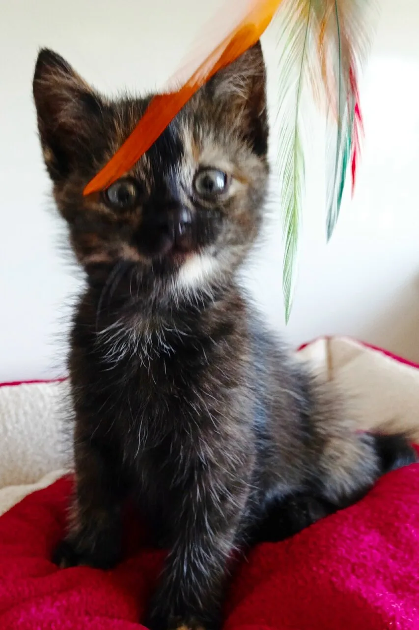 Отдам кошечку, 1,5 мес., Донецк