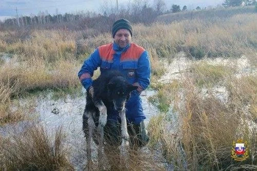 🐾 В Иркутском районе спасатели вызволили увязшую в трясине собаку