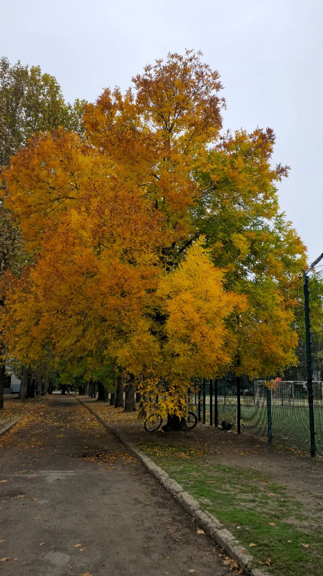 🍂 В октябре есть одно обязательное дело — пошуршать листьями.
