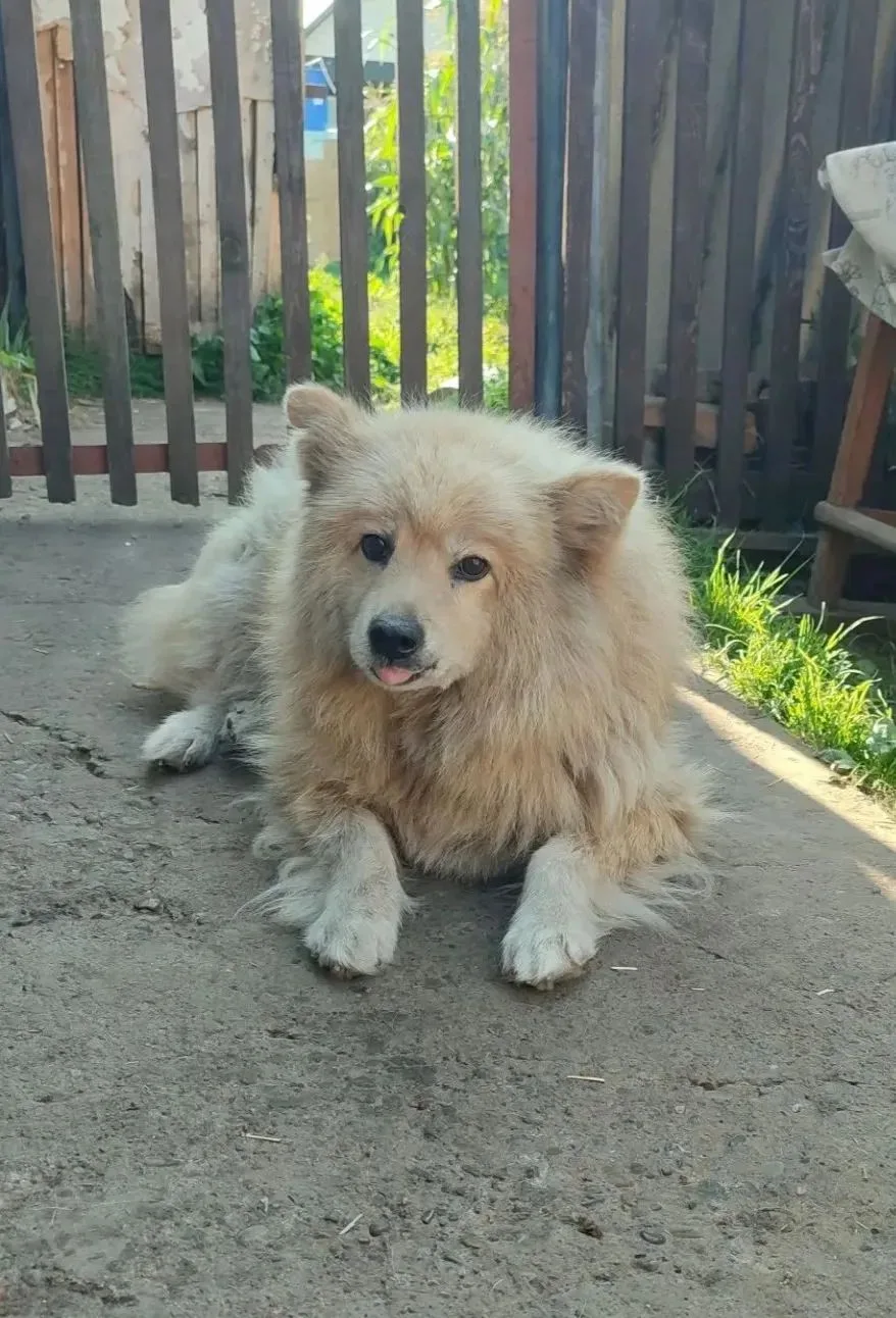 🐕Ищет дом Белка — пушистая мудрость и море доброты в одном флаконе! 🐾