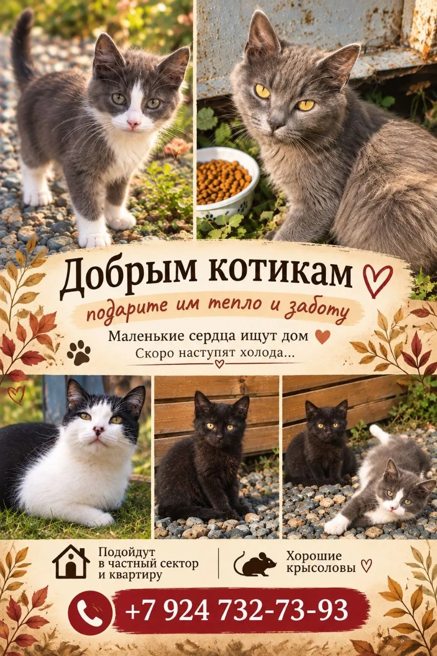 🐈‍⬛🐈 КОТЯТА ИЩУТ ДОМ! ❤️