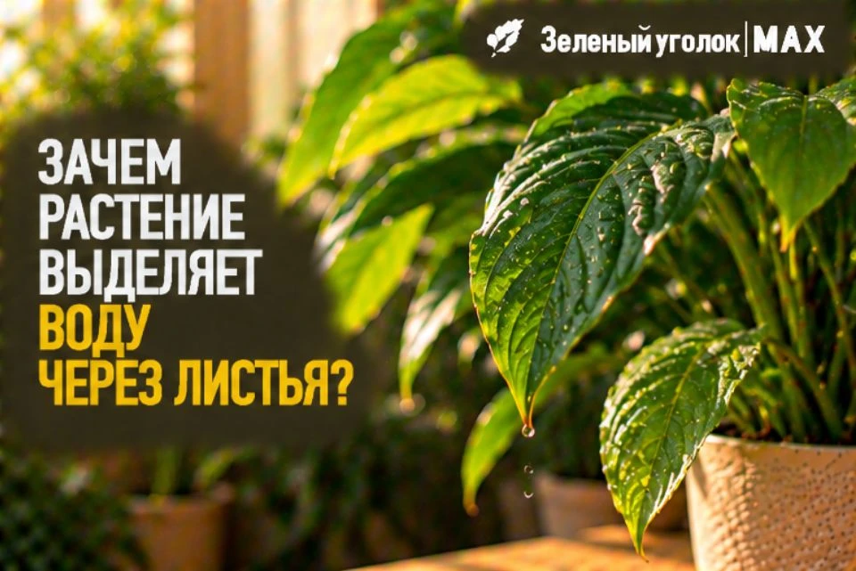 🍃 ЗАЧЕМ РАСТЕНИЕ ВЫДЕЛЯЕТ ВОДУ ЧЕРЕЗ ЛИСТЬЯ?