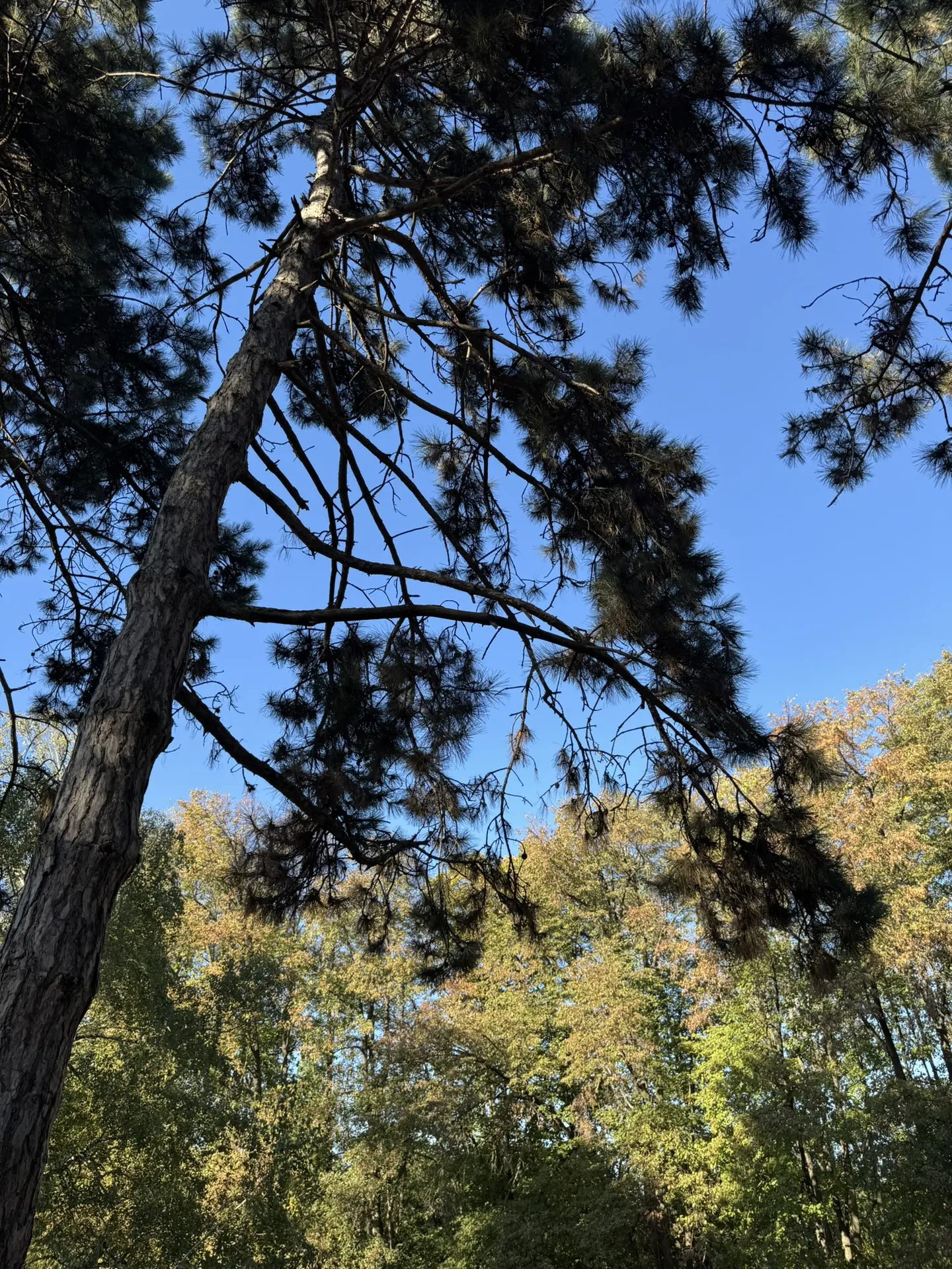 🌳Давно не выбирались с Крис и Кайей в ботанический сад, исправляемся🐿️