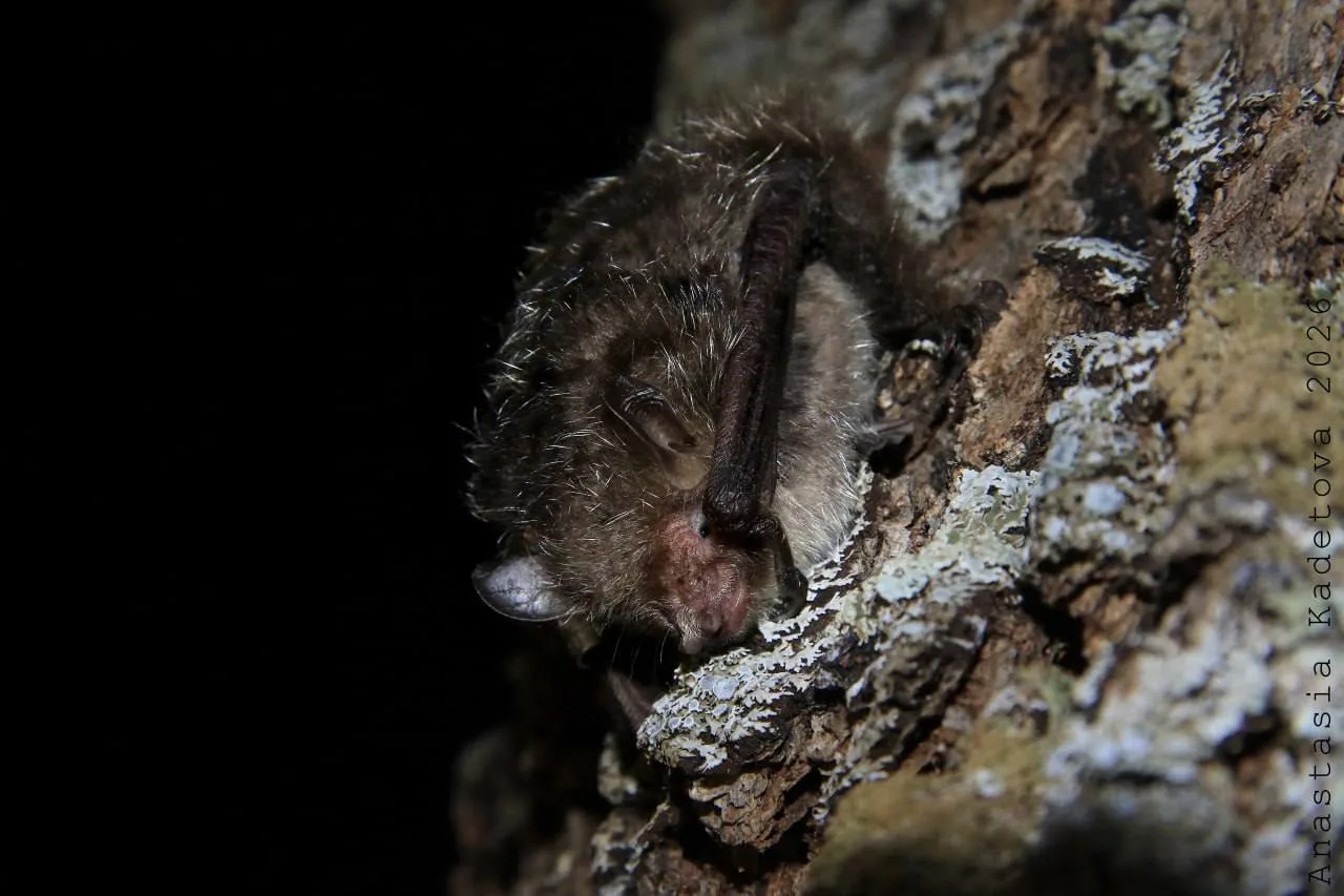 🦇🌳 В Приморье обнаружили два новых для заповедника вида летучих мышей — одну из них п...