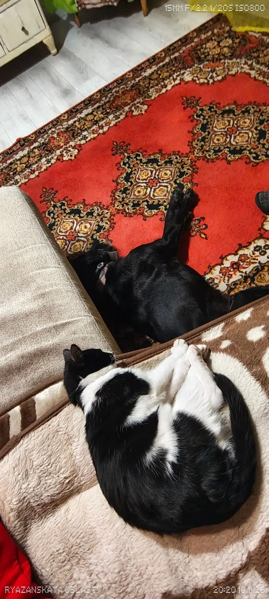Синхронный сон нашего котопса💤 Степана и Вишню вырубило одновременно✨сон застал их на ...