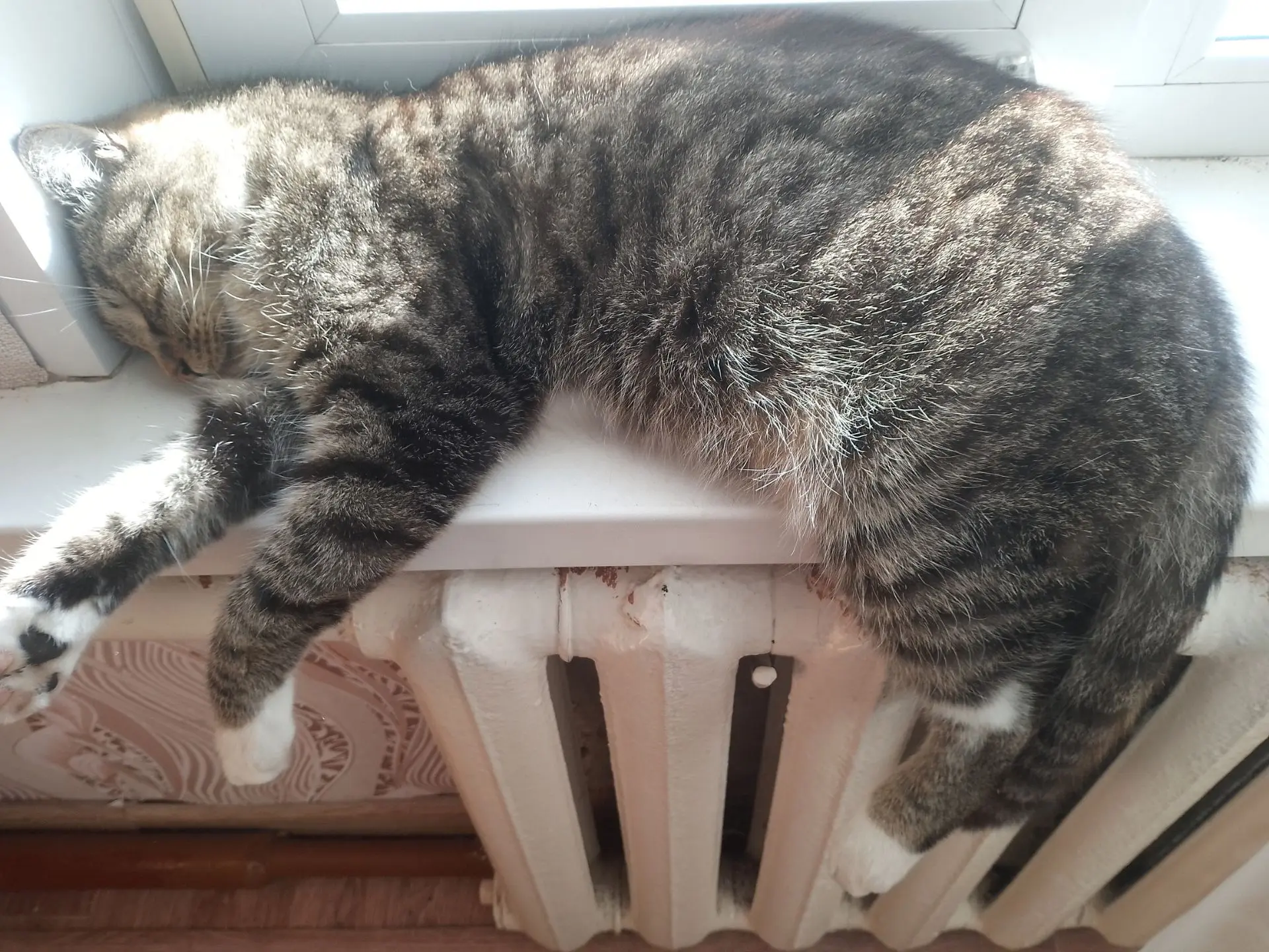 Даже, если не удобно, он всё равно уляжется спать😁😁😁🐈🐈🐈