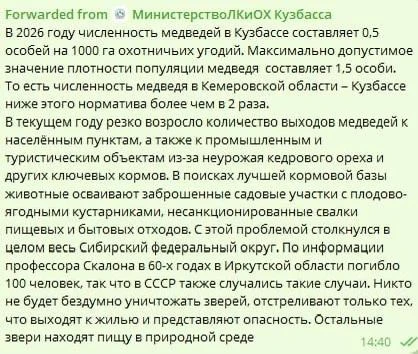 Массового отстрела медведей в Кузбассе не будет